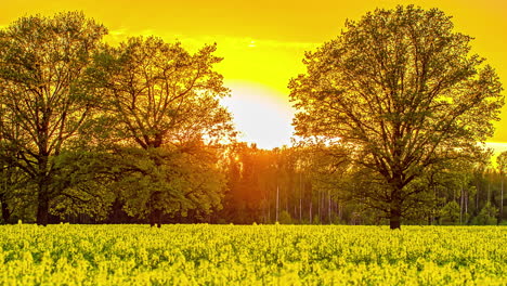 Vivid-yellow-and-orange-hues-at-sunset-over-rapeseed-farm-field
