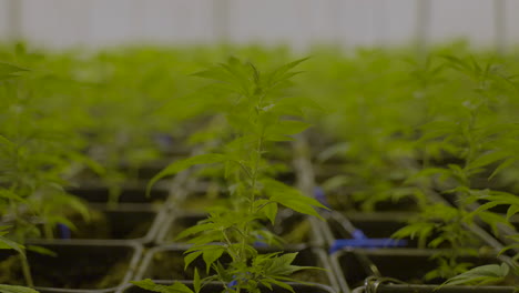 Langsamer-Dolly-In-Einer-Kleinen-Cannabispflanze,-Die-Sich-Sanft-Im-Wind-In-Der-Gärtnerei-Bewegt