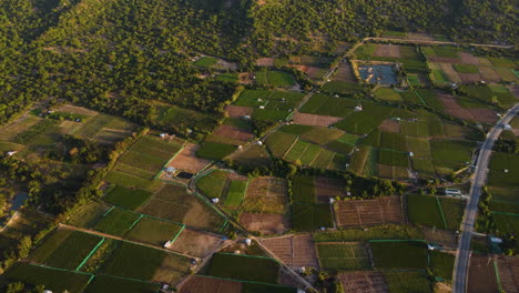 Campos-De-Agricultura-De-Viñedos-Con-Uvas-En-Crecimiento,-Vista-Aérea