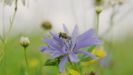 Diligent-bumble-bee-pollinate-blue-cornflower-in-lush-green-meadow---slow-motion