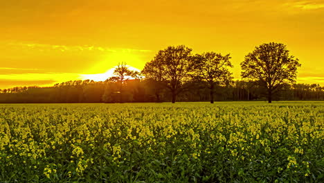 Gold-sunset-sky-over-bright-yellow-rapeseed-farm-field
