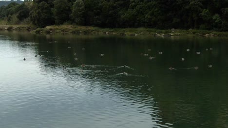 Aerial-view-flock-of-real-ducks-on-saltwater-marsh-from-Marismas-de-Santoña,-Natural-Park,-Spain
