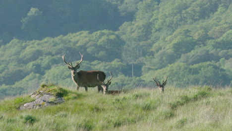 SCOTLAND,-RED-DEER---grazing-before-suddenly-looking-up-towards-camera