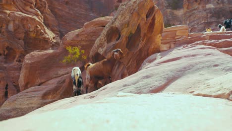 A-herd-of-goats-with-dogs-in-Petra-close-to-The-Treasury-Khaznet,-historic-UNESCO-heritage-site-carved-into-red-sandstone-in-Jordan