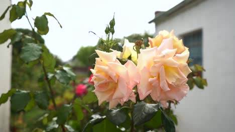 Orange-Rose-Flowers-In-Full-Bloom-Outside-The-Backyard-Garden