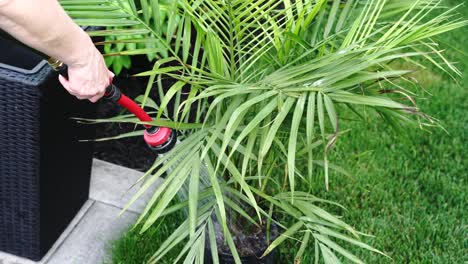 Hand-watering-potted-green-palm-tree-with-water-hose-and-wand-nozzle