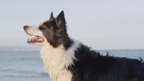 Border-Collie-Hund-Mit-Mittlerem-Schuss-Am-Strand,-Der-Mit-Dem-Sonnenlicht-Zuschaut