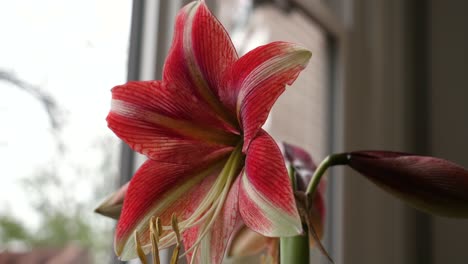 Rote-Und-Weiße-Amaryllis-Blume-In-Voller-Blüte,-Nahaufnahme-Der-Pflanzenanatomie