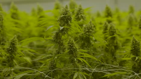 Nahaufnahme-Der-Oberseite-Der-Cannabispflanze-Und-Der-Blätter,-Die-Sich-Sanft-In-Der-Gärtnerei-Bewegen