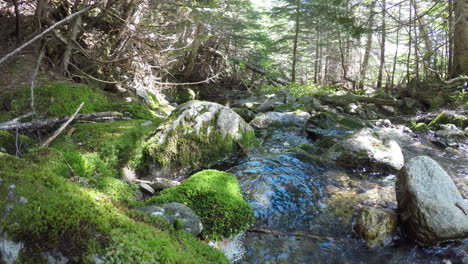 Beautiful-crystal-clear-stream-deep-in-the-forest-of-Maine-surrounded-by-green-moss-and-dense-trees