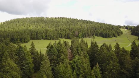 Blick-Auf-Einen-Tannenwald-Auf-Einem-Kleinen-Berg