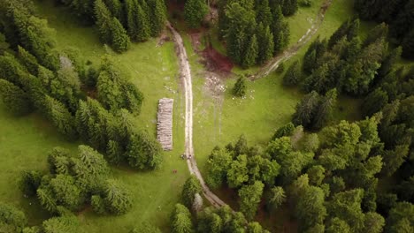 Drone-aerial-view-of-a-natural-path-next-to-a-fir-forest