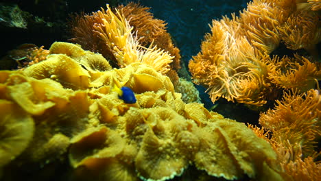 Nahaufnahme-Von-Tropischen-Seeanemonen-Und-Neonfischen,-Die-Unter-Wasser-Im-Tiefen-Ozean-Schwimmen---Prores