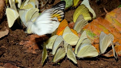 These-butterflies-in-one-frame,-Redspot-Sawtooth-Prioneris-clemanthe,-Common-Gull-Cepora-nerissa,-Orange-Albatross-Appias-nero,-Kaeng-Krachan-National-Park,-Thailand