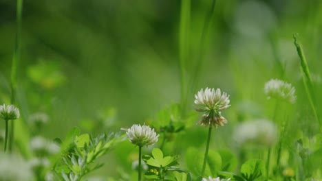 Bumble-bee-pollinating-white-clover-flowers-in-lush-green-meadow---slow-motion