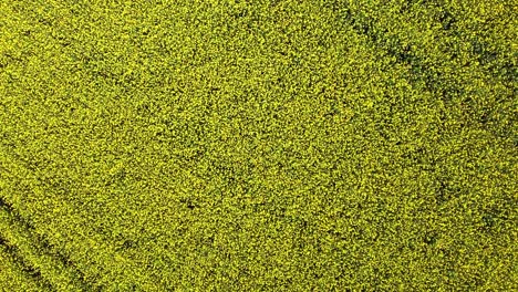 rapeseed-blooming-yellow-field-in-fresh-breeze,-aerial-rotating-shot