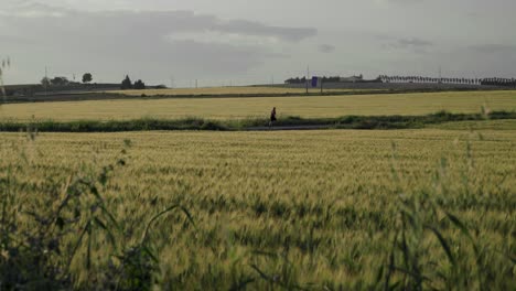 Man-running-in-distance-past-fields-of-golden-wheat,-Static-Wide