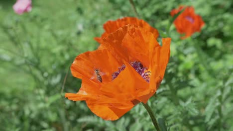 Bees-Crawling-On-Orange-Poppy-Swaying-In-The-Wind-In-A-Field,-Slow-Motion