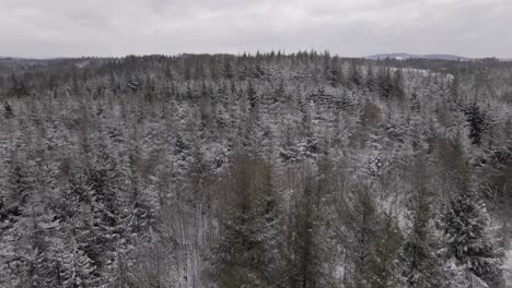 Large-pine-forest-covered-in-fresh,-white,-powdery-snow-in-the-beautiful-rural-countryside-of-West-Germany-Europe