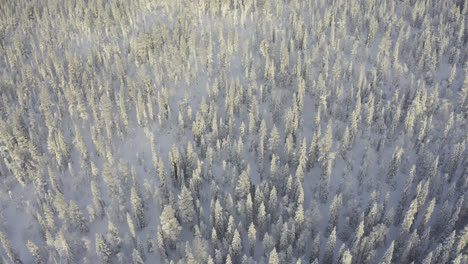 Aerial-above-snowy-forest-as-camera-tilts-downwards-towards-snowy-trees