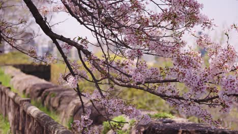 Sakura-Baumblätter-Fallen-Sanft-In-Den-Wind,-Osaka-Castle-Park-Japan