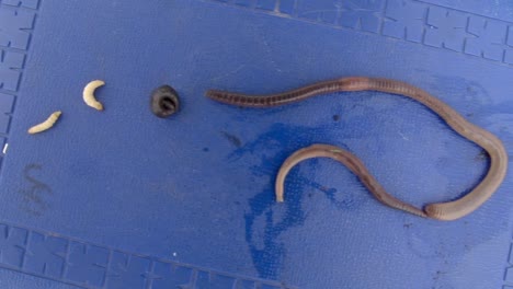 Different-Species-Of-Fishing-Worm-Bait-On-Top-Of-A-Blue-Box