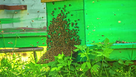 Close-up-shot-of-a-swarm-of-bees-buzzing-around-a-green-beehive-boz-at-daytime-in-timelapse
