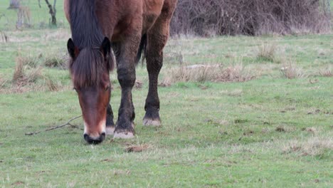 Dark-brown-horse-with-black-horsehair-grazing-on-the-wild