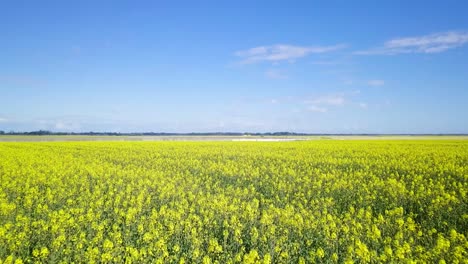 Aerial-flyover-blooming-rapeseed-field,-flying-over-yellow-canola-flowers,-idyllic-farmer-landscape,-beautiful-nature-background,-sunny-spring-day,-drone-shot-moving-forward-low