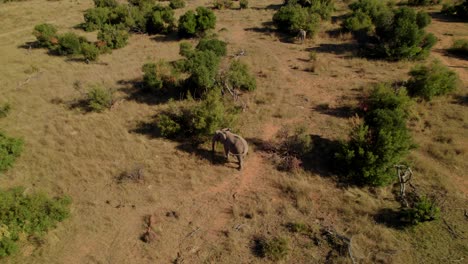 Großer-Elefant,-Der-Sich-Bei-Sonnenuntergang-Von-Einem-Baum-Im-Südafrika-Safarireservat-Ernährt