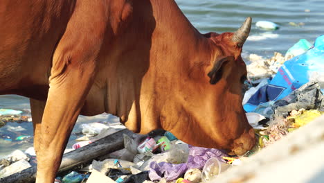 Cow-eating-garbage-at-Vietnam-ocean-coastline,-static-view