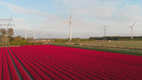 Filas-De-Tulipanes-Rojos-En-Flor-En-La-Granja-En-Flevoland,-Países-Bajos-Con-Turbinas-De-Viento-Girando-Durante-El-Día