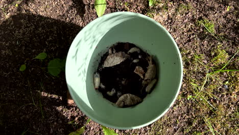 Medium-close-up-shot-of-green-bucket-filled-with-soil-and-white-grub-worms