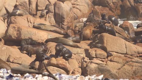 Cape-Fur-seals-drying-themselves-on-the-coast-of-South-Africa