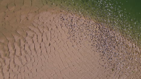 Flock-of-terns-on-wetland-sandbank-with-nice-patterns