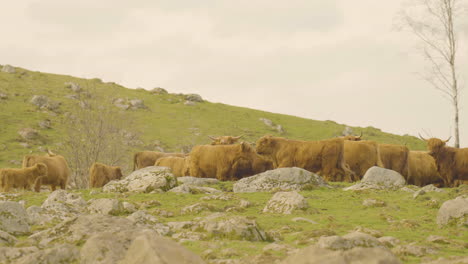 Herd-of-highland-cattle-on-top-of-a-green-and-rocky-hill