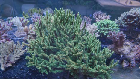 Korallen-Und-Grüne-Anemonen-In-Einem-Aquarium-Mit-Schönen-Gestreiften-Fischen-Im-Hintergrund