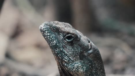Close-Up-Portrait-Of-A-Blue-Crested-Lizard-In-The-Forest