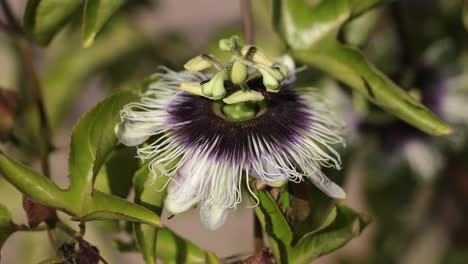 Nahaufnahme-Der-Exotischen-Lila-Blume-Der-Passionsfrucht,-Die-Sich-Im-Wind-Wiegt