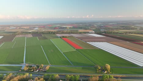 Tulip-fields-in-The-Netherlands-2---North-Holland-spring-season-sunrise---Stabilized-droneview-in-4k