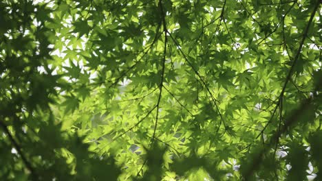Peaceful-Japanese-Maples-Blowing-in-the-Wind,-Early-Summer-Background
