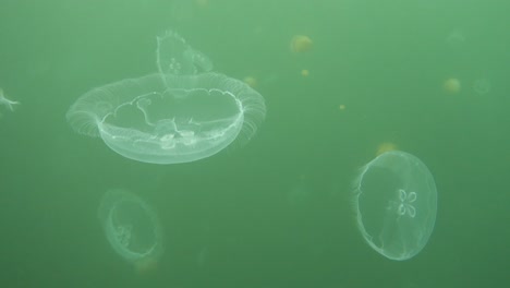 freediving-in-jelly-fish-lake_05