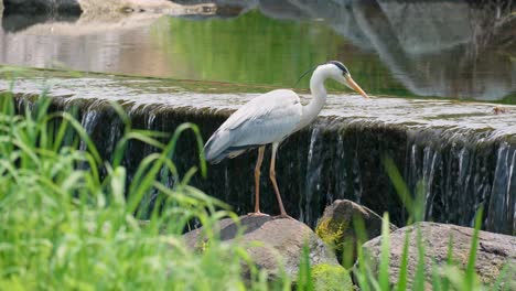 Grey-Heron-bird-standing-on-the-rock-beside-small-waterfall,-Yangje-stream,-Korea