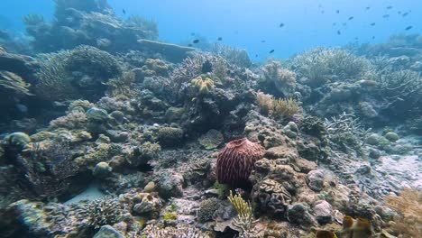 A-beautiful-underwater-coral-reef-ecosytem-fauna-landscape-with-a-variety-of-colorful-tropical-marine-fish-species-in-biodiverse-coral-triangle,-Timor-Leste,-South-East-Asia