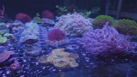 Rotierende-Aufnahme-Zeigt-Seeanemonen-Und-Korallen-In-Einem-Aquarium