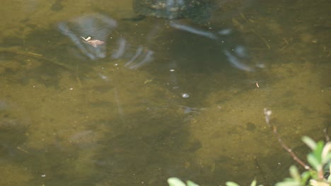 Japanische-Sumpfschildkröte-Schwimmt-Auf-Dem-Flachen,-Klaren-Wasser-Des-Yangjae-Stroms-In-Südkorea