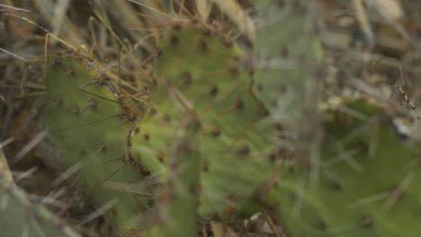 Macro-Close-up-on-Prickly-Pear-Cactus-in-Desert-4K-Left-to-Right