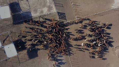 SPINNING-OVERHEAD-VIEW-FROM-A-DRONE-OF-MANY-COWS-IN-A-CORRAL