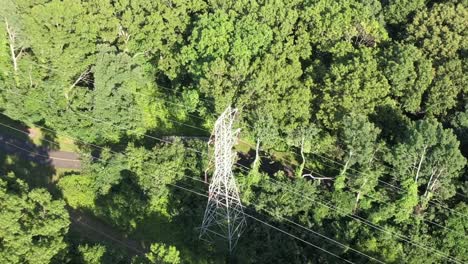 An-aerial-view-of-tall-green-trees-on-a-sunny-day