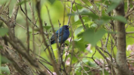 Blauer-Gefiederter-Buschvogel-Indigo-Flagge-Sitzt-Auf-Ast-Und-Singt